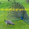 Facts-About-Peacock-120×120