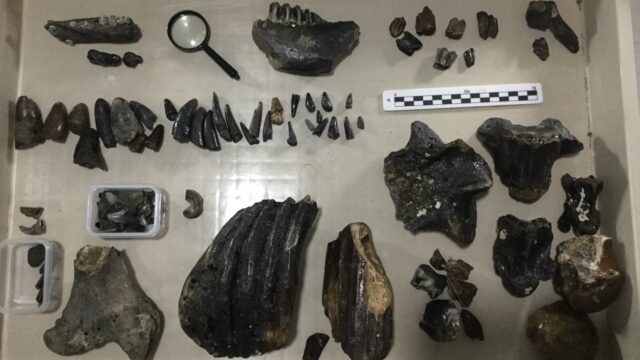 एक 140,000 साल पुरानी रहस्यमय मानव पूर्वज की हड्डी खोई हुई भूमि में मिली जहां कोई भी यात्रा नहीं कर सकता है
