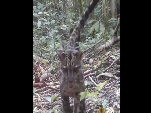 उत्तर -पूर्व भारतीय जंगलों में अपने शावकों के साथ खेलने वाले एक दुर्लभ बादल वाले मां तेंदुए का वायरल वीडियो देखें
