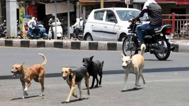 दिल्ली आवारा कुत्ते के खतरे पर sc: 'उन्हें उठाओ, आश्रयों में चले जाओ, पूंजी को सुरक्षित बनाओ' | भारत समाचार
