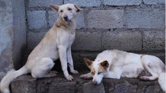 'आदेशों का कोई सम्मान नहीं': शीर्ष अदालत ने आवारा कुत्तों के मामले में मुख्य सचिवों से शारीरिक रूप से पेश होने का आग्रह किया | भारत समाचार
